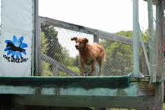 Image-2477-GRREAT-BBQ-2019-05-19-