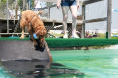 Image-2533-GRREAT-BBQ-2019-05-19-