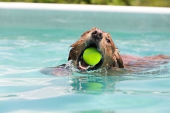 Image-2538-GRREAT-BBQ-2019-05-19-