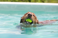 Image-2539-GRREAT-BBQ-2019-05-19-