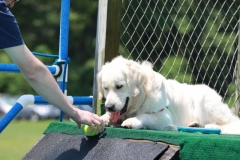 Image 2550 GRREAT BBQ 2019 05 19