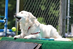 Image 2551 GRREAT BBQ 2019 05 19