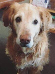 Finny 16