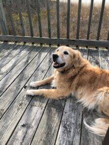 Buddy 09 204