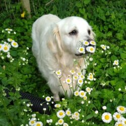 Bailey in flowers 1
