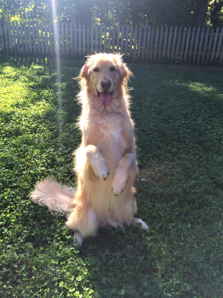 wilson
