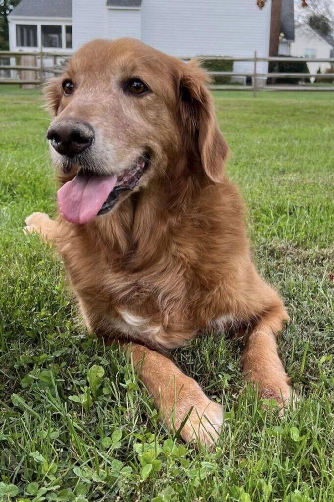 Polo 3