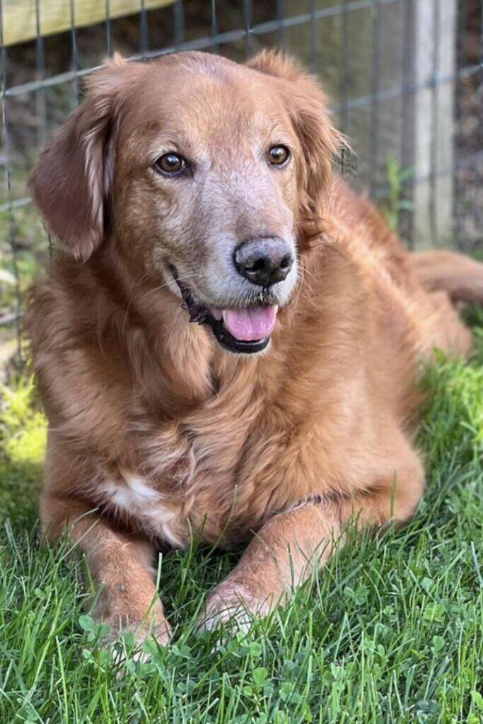 polo 4