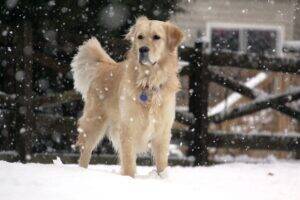 2013 03 06 2013.03.06 Josey in the snow 2