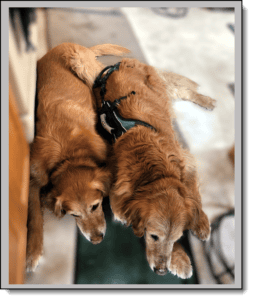Finn and Tosh 2