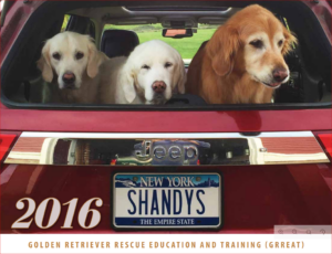 shandy cover